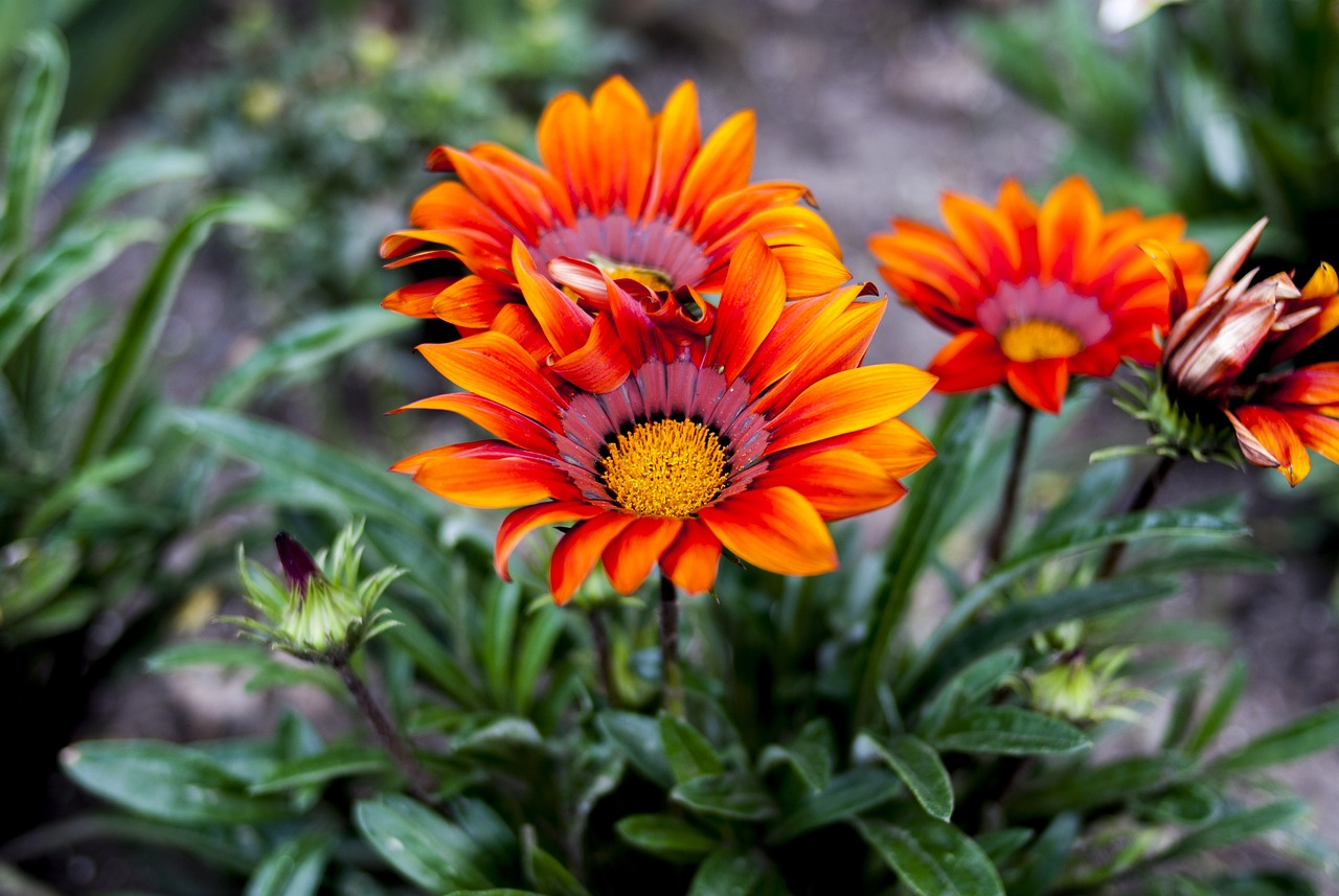 反傳聯(lián)盟最新動態(tài)全面解析