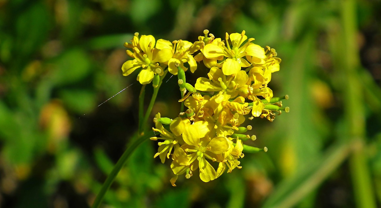 南陽美麗之都最新動態(tài)，城市發(fā)展的璀璨篇章揭秘