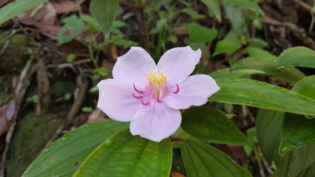四粒紅花生最新價格及分析