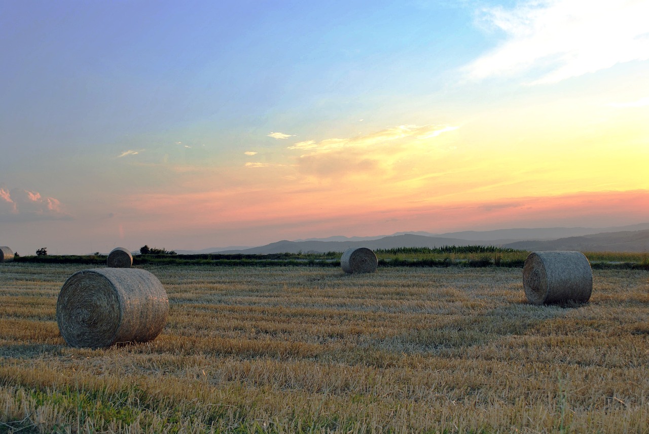 最新94牧，現代畜牧業(yè)的探索與新領域發(fā)展趨勢