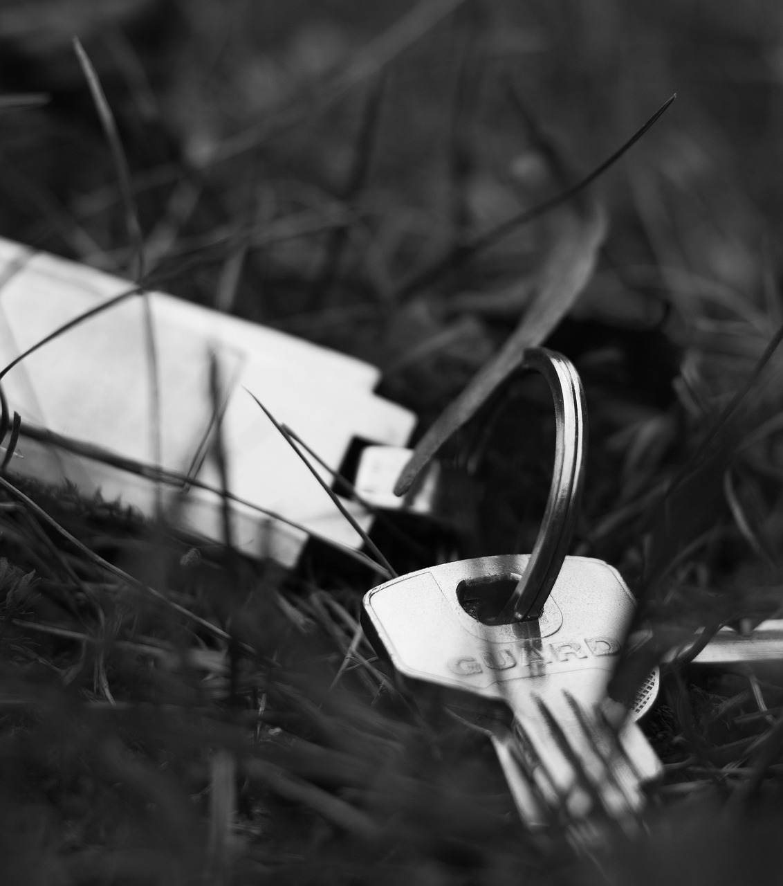 探索自然之美的獨特視角，樹林偷腥最新圖片揭秘