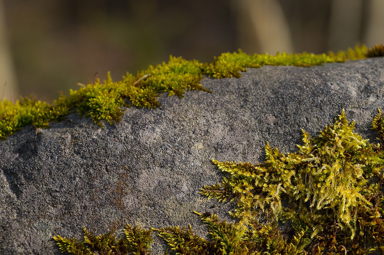 水杉最新版，探索與應(yīng)用前景