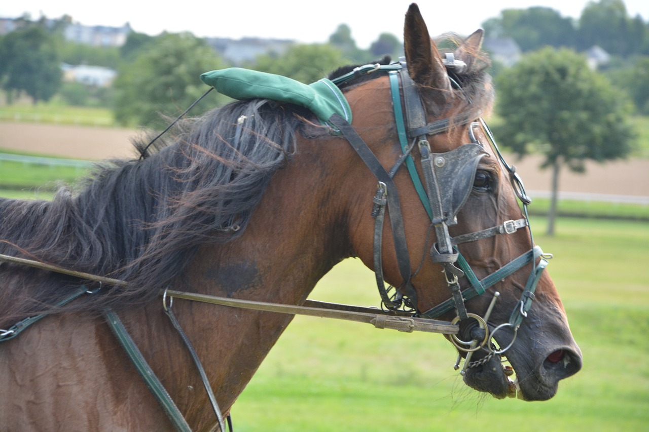 漢尼拔最新動(dòng)態(tài)揭秘，傳奇人物新篇章開啟