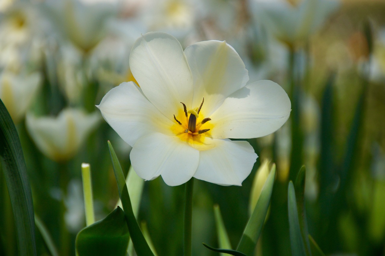 奧達(dá)文景觀園最新消息深度解析報(bào)告揭秘新動(dòng)態(tài)