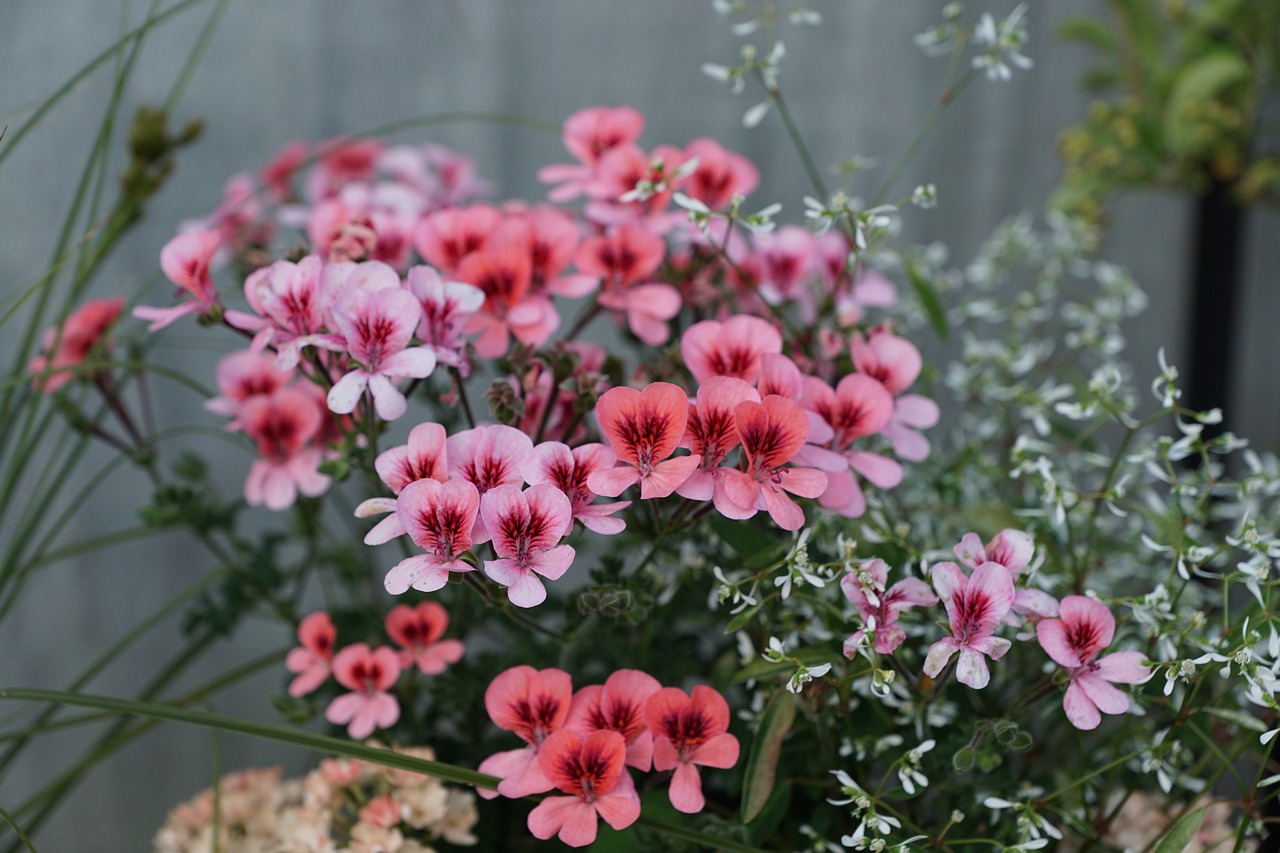 青云志第三季最新動態(tài)，期待與驚喜交織的季節(jié)揭曉！