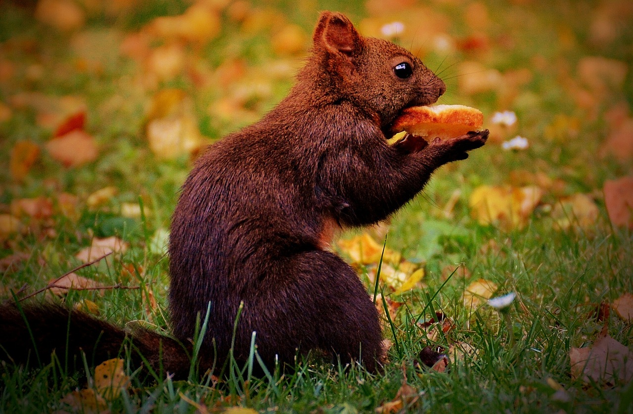 吳美珩最新動(dòng)態(tài)，娛樂新篇章的璀璨明星之路