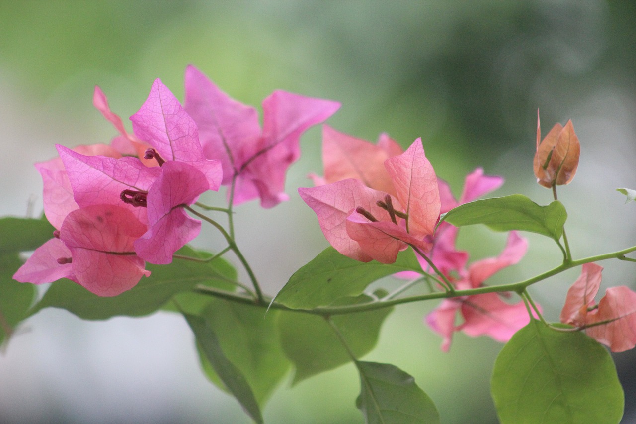 麥蘋果最新動態(tài)引領(lǐng)科技潮流，創(chuàng)新未來