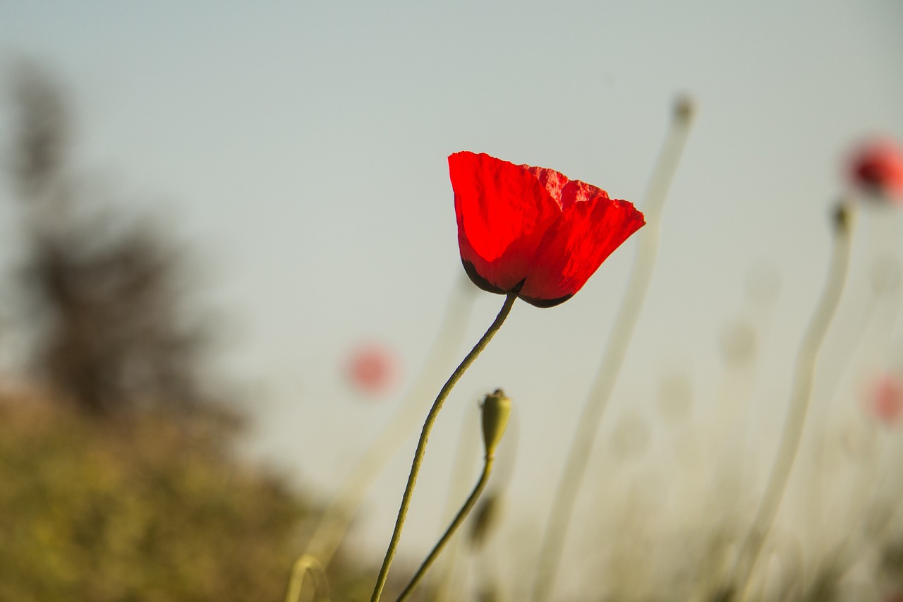 河北保定最新感染疫情，挑戰(zhàn)、應(yīng)對(duì)策略及最新動(dòng)態(tài)更新