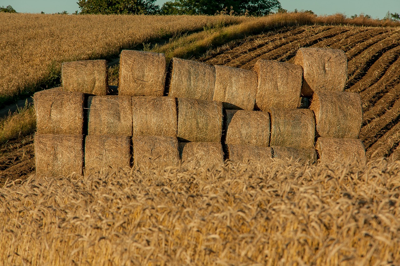 小麥玉米最新價(jià)格信息及其影響因素深度解析