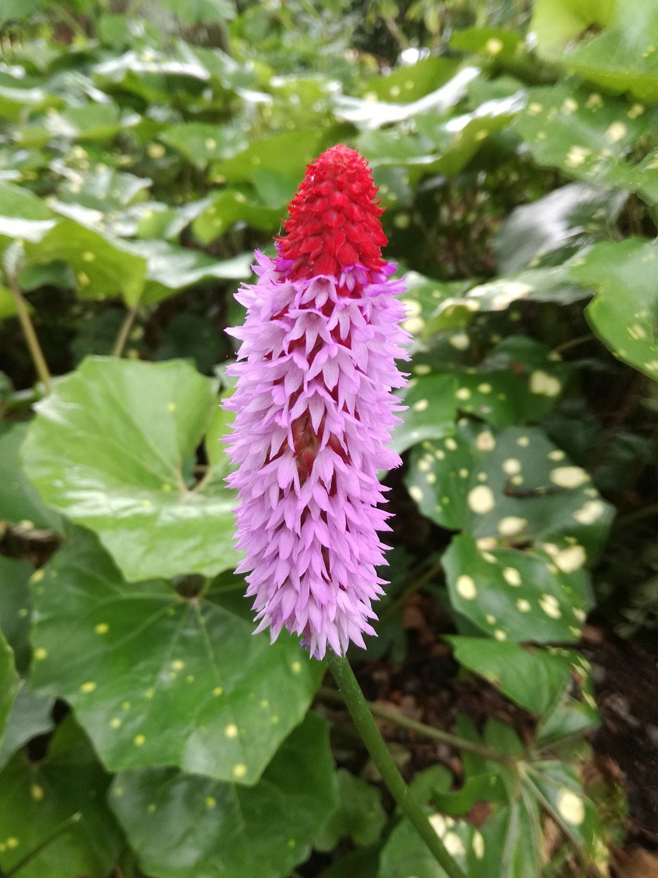 肥西春景花園最新房?jī)r(jià)概覽與動(dòng)態(tài)分析