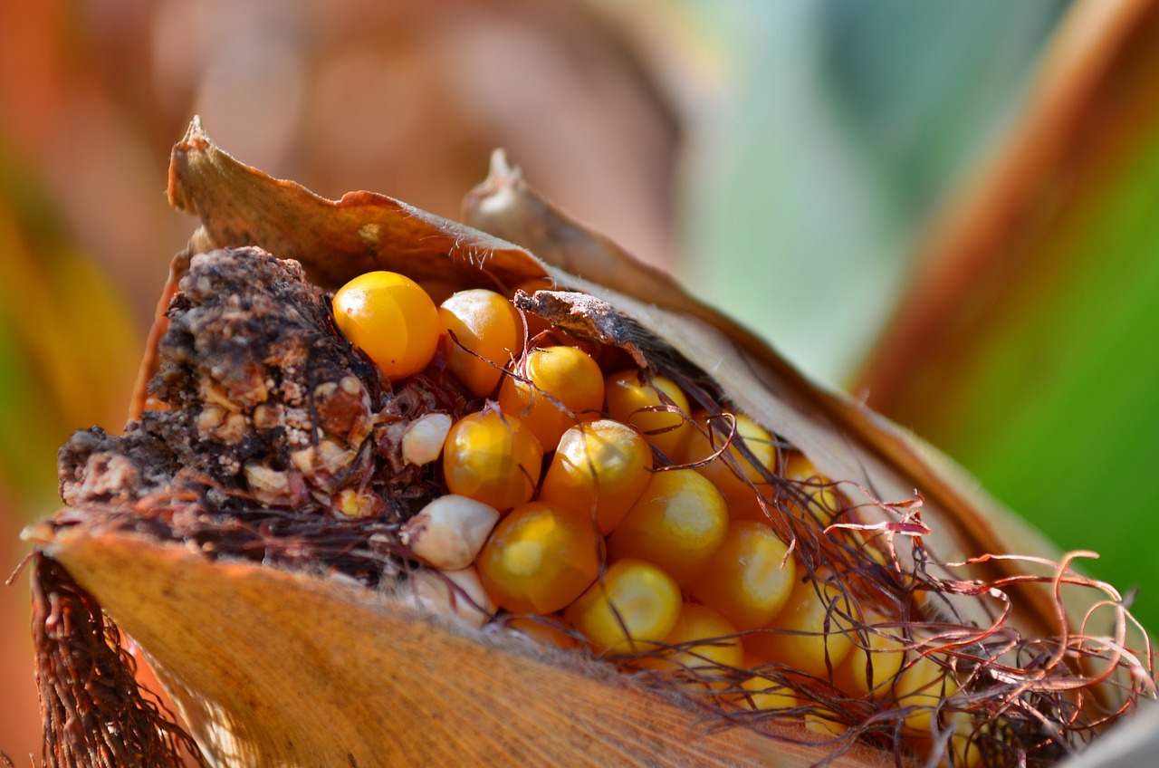 北京首農(nóng)集團(tuán)最新動態(tài)全面解讀