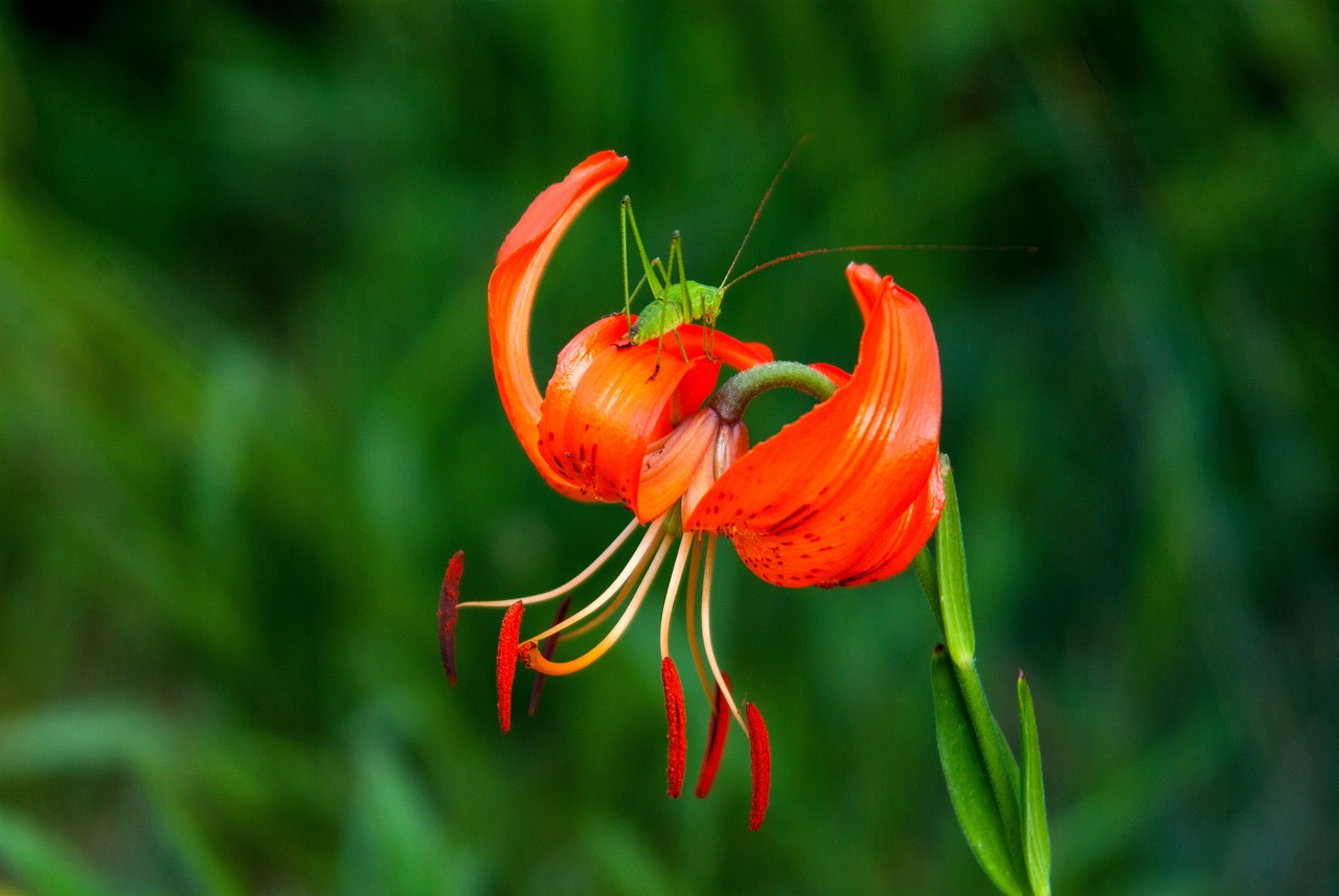 恒天海龍股票最新消息深度解析與動態(tài)關(guān)注