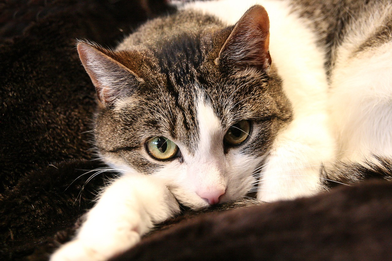 銘普光磁股票最新消息深度解析與動態(tài)關注