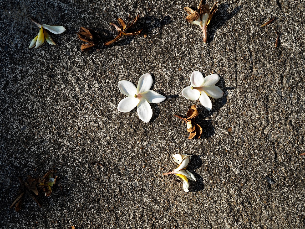 同江二手房最新消息全面解析與更新動態(tài)