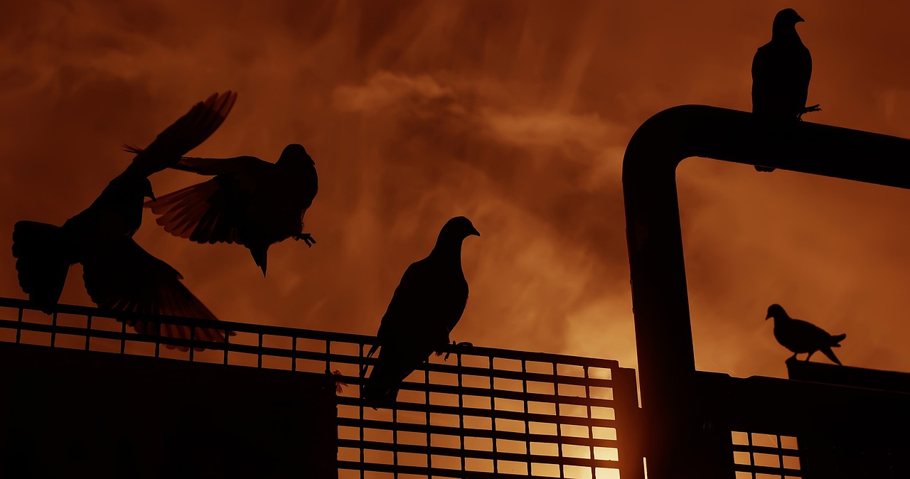 大哥最新ID探索之旅，啟示與揭秘