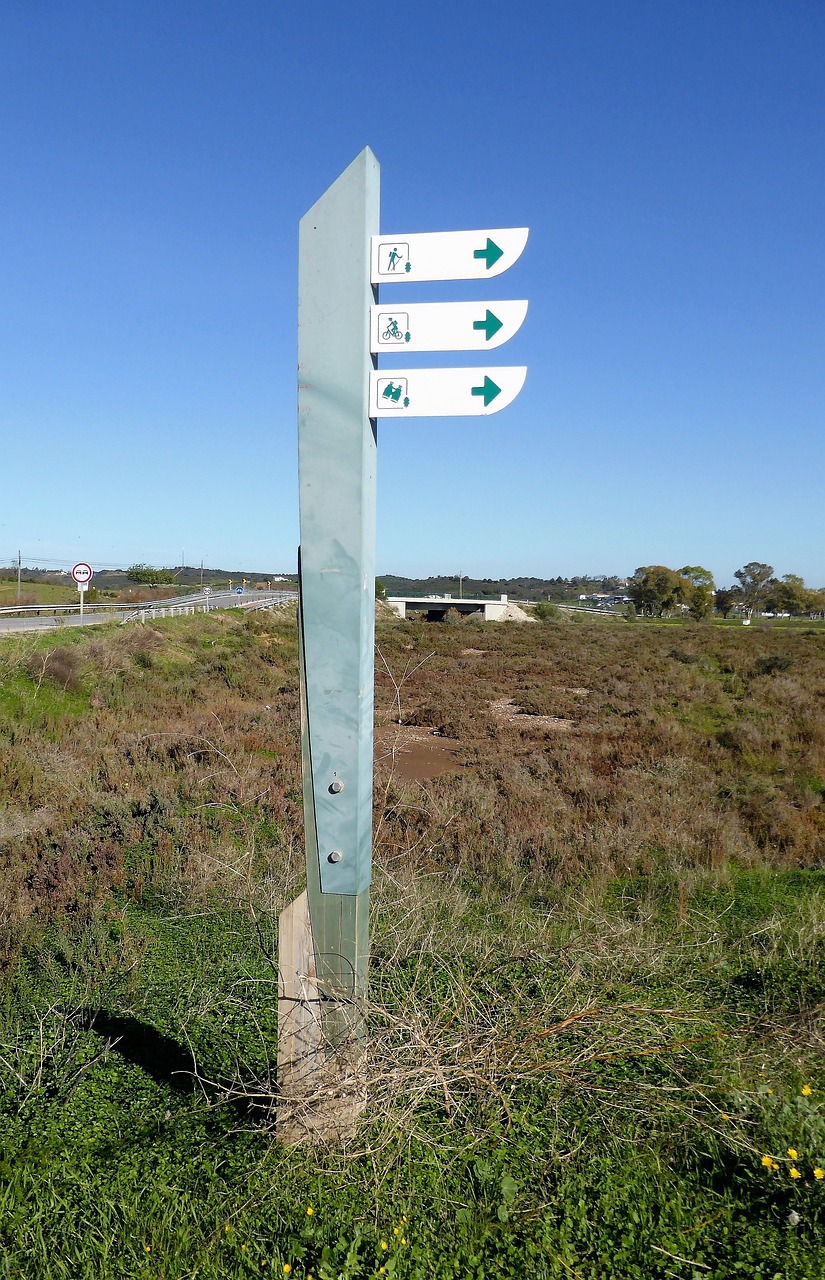 最新銀杏苗木的生長(zhǎng)特點(diǎn)、應(yīng)用前景及市場(chǎng)趨勢(shì)分析