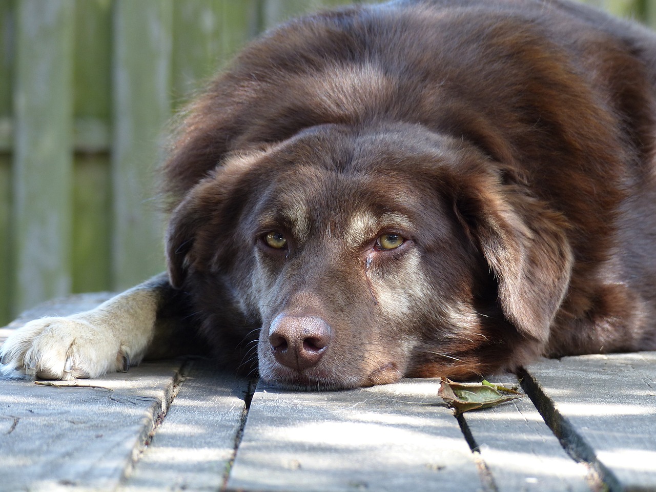 最新海獅報(bào)價(jià)及選購(gòu)指南，了解海獅價(jià)格，挑選理想寵物