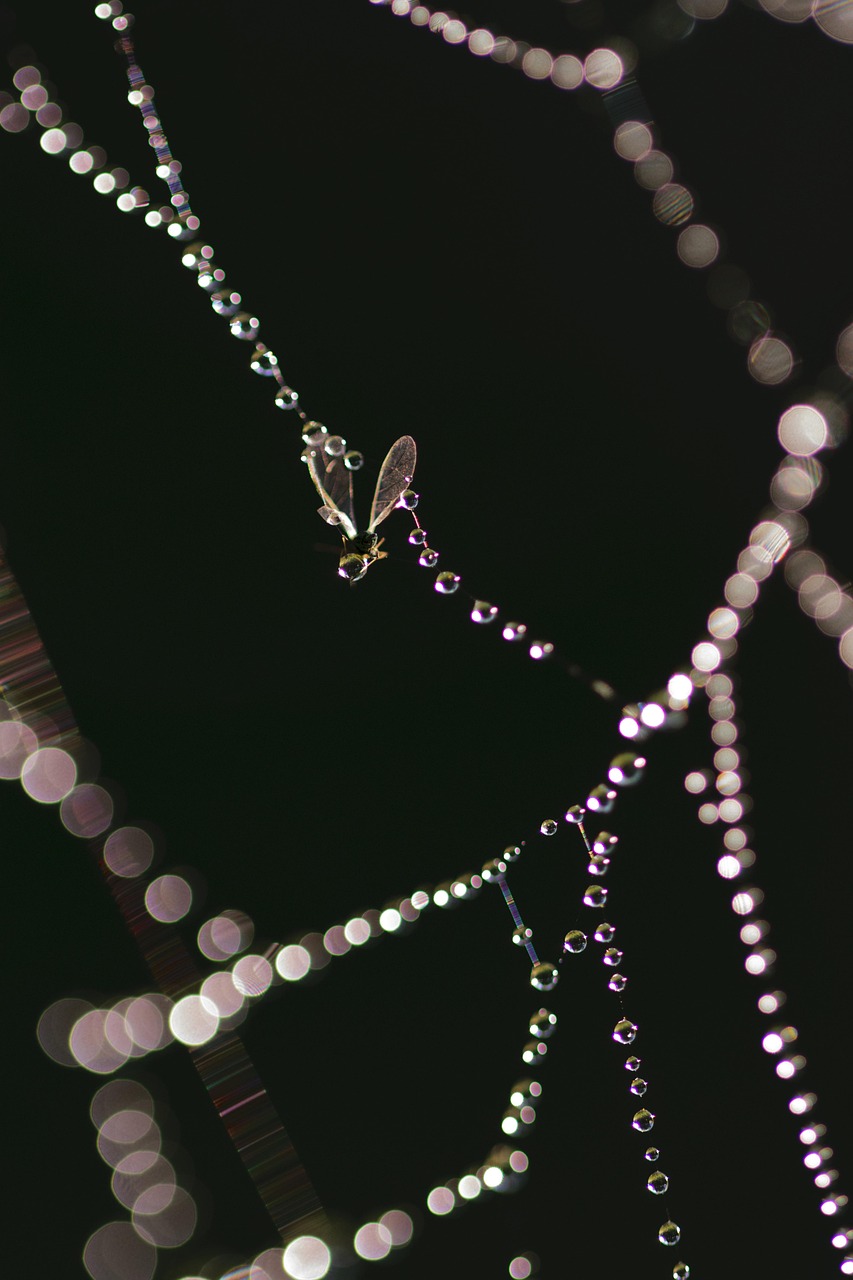 華為最新手環(huán)，科技與時尚的完美融合