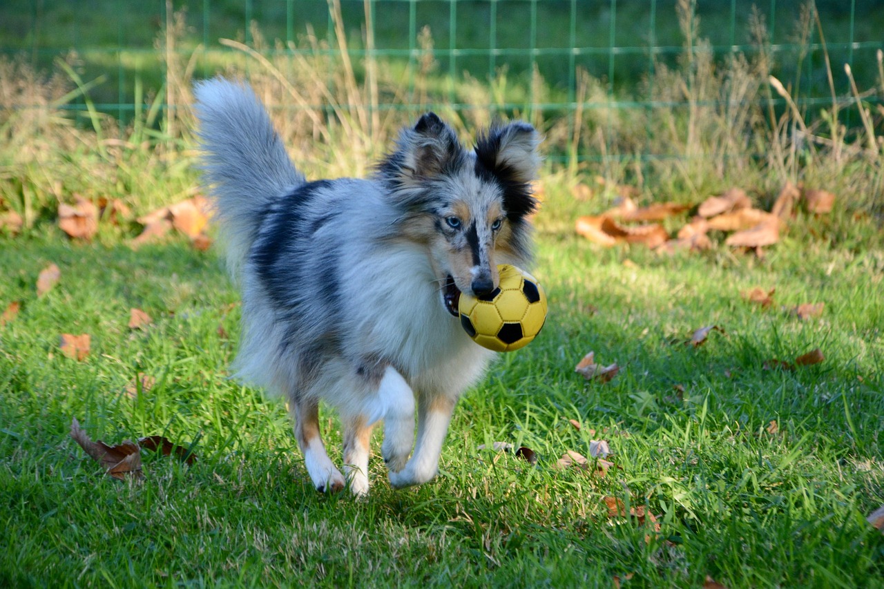 問道最新寵物探索，游戲中的全新伙伴登場！